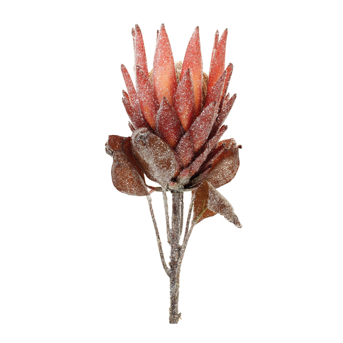 Red Protea Flower Stem Set of 2