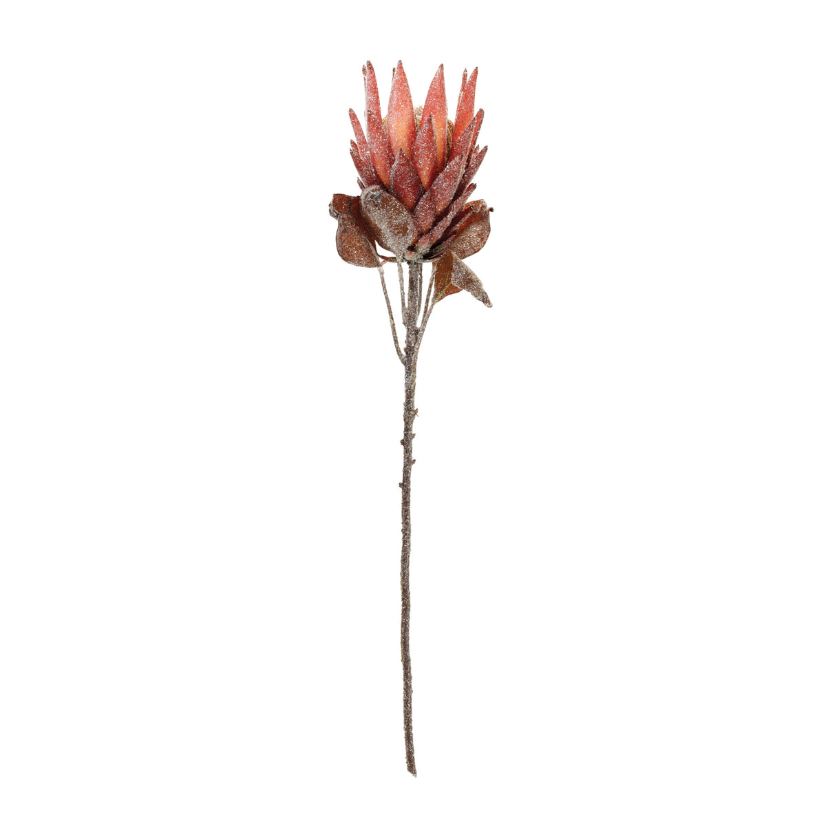 Red Protea Flower Stem Set of 2 product photo 2