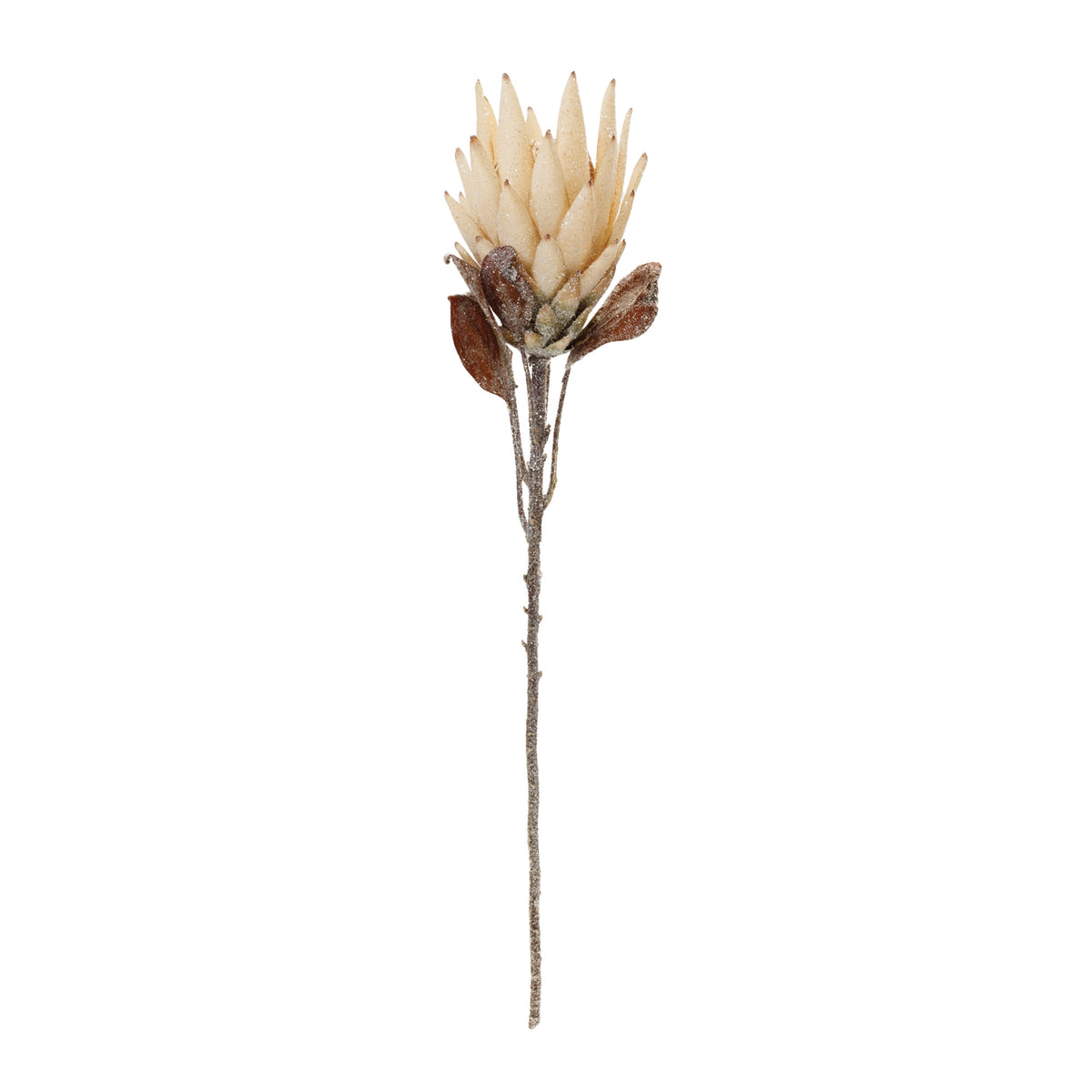 Beige Protea Flower Stem Set of 2 product photo 2